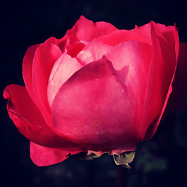 位圖 植物攝影 寫實(shí)花卉 花朵 數(shù)碼照片 免費(fèi)素材