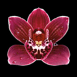 位圖 植物攝影 寫(xiě)實(shí)花卉 花朵 數(shù)碼照片 免費(fèi)素材