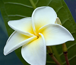 位圖 植物攝影 寫(xiě)實(shí)花卉 花朵 數(shù)碼照片 免費(fèi)素材