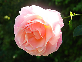 位圖 植物攝影 寫實(shí)花卉 花朵 數(shù)碼照片 免費(fèi)素材