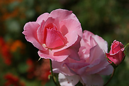 位圖 植物攝影 寫(xiě)實(shí)花卉 花朵 數(shù)碼照片 免費(fèi)素材