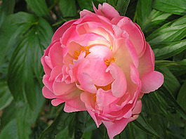 位圖 植物攝影 寫實(shí)花卉 花朵 數(shù)碼照片 免費(fèi)素材