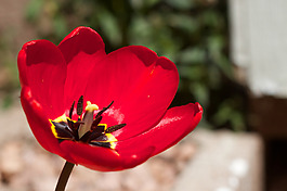 位圖 植物攝影 寫實(shí)花卉 花朵 數(shù)碼照片 免費(fèi)素材
