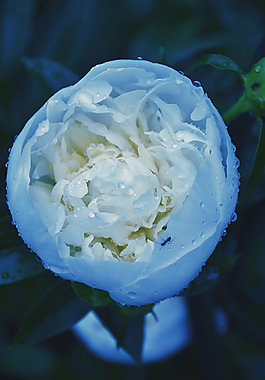 位圖 植物攝影 寫(xiě)實(shí)花卉 花朵 數(shù)碼照片 免費(fèi)素材