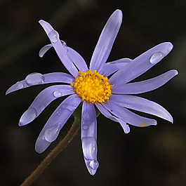 位圖 植物攝影 寫實(shí)花卉 花朵 數(shù)碼照片 免費(fèi)素材