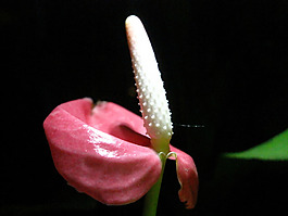 位圖 植物攝影 寫實花卉 花朵 數(shù)碼照片 免費素材