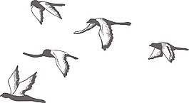 鳥類矢量