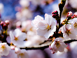 位圖 植物攝影 寫實(shí)花卉 花朵 數(shù)碼照片 免費(fèi)素材