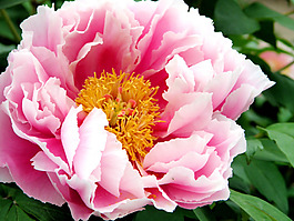 位圖 植物攝影 寫(xiě)實(shí)花卉 花朵 數(shù)碼照片 免費(fèi)素材