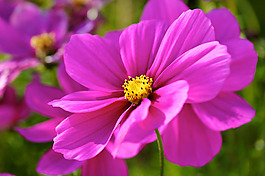 位圖 植物攝影 寫(xiě)實(shí)花卉 花朵 數(shù)碼照片 免費(fèi)素材