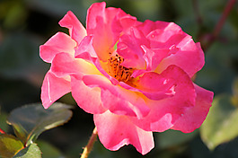 位圖 植物攝影 寫實(shí)花卉 花朵 數(shù)碼照片 免費(fèi)素材