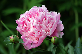 位圖 植物攝影 寫(xiě)實(shí)花卉 花朵 數(shù)碼照片 免費(fèi)素材