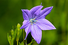 位圖 植物攝影 寫(xiě)實(shí)花卉 花朵 數(shù)碼照片 免費(fèi)素材