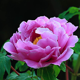 位圖 植物攝影 寫實花卉 花朵 數(shù)碼照片 免費素材