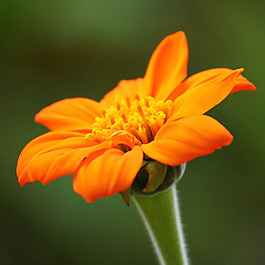 位圖 植物攝影 寫(xiě)實(shí)花卉 花朵 數(shù)碼照片 免費(fèi)素材