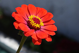位圖 植物攝影 寫實(shí)花卉 花朵 數(shù)碼照片 免費(fèi)素材