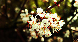 位圖 植物攝影 寫(xiě)實(shí)花卉 花朵 數(shù)碼照片 免費(fèi)素材