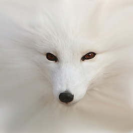 位圖 插畫 時尚插畫 動物插畫 藝術(shù)效果 免費素材
