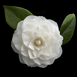 位圖 植物 寫實花卉 花朵 梔子花 免費素材