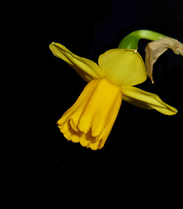 位图 植物 写实花卉 花朵 喇叭花 免费素材
