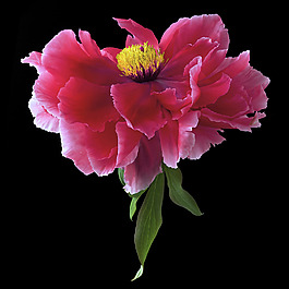 位圖 植物 寫實(shí)花卉 花朵 野花 免費(fèi)素材