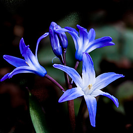 位圖 植物 寫實花卉 花朵 百合 免費素材