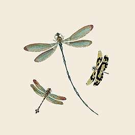 位圖 插畫 時尚插畫 動物插畫 插畫師 免費(fèi)素材