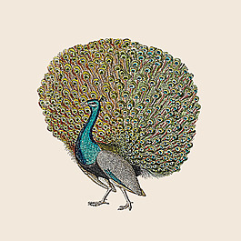 位圖 插畫 時尚插畫 動物插畫 插畫師 免費(fèi)素材