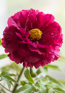 位圖 植物攝影 寫實(shí)花卉 花朵 數(shù)碼照片 免費(fèi)素材