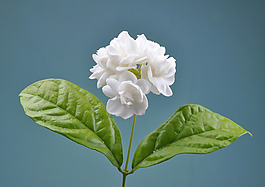 位圖 植物攝影 寫實(shí)花卉 花朵 數(shù)碼照片 免費(fèi)素材