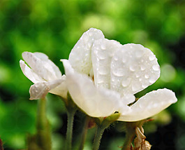 位圖 植物攝影 寫實花卉 花朵 數碼照片 免費素材