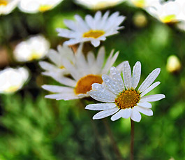 位圖 植物攝影 寫實(shí)花卉 花朵 數(shù)碼照片 免費(fèi)素材