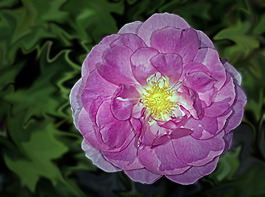 位圖 植物攝影 寫實(shí)花卉 花朵 數(shù)碼照片 免費(fèi)素材
