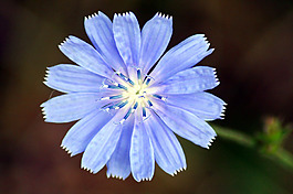 位圖 植物攝影 寫(xiě)實(shí)花卉 花朵 數(shù)碼照片 免費(fèi)素材