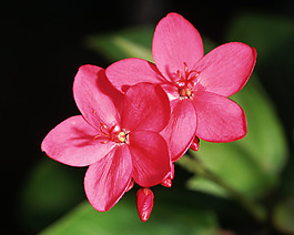 位圖 植物攝影 寫實花卉 花朵 數(shù)碼照片 免費素材