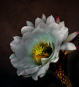 位圖 植物攝影 寫(xiě)實(shí)花卉 花朵 數(shù)碼照片 免費(fèi)素材