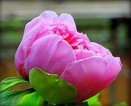 位圖 植物攝影 寫實(shí)花卉 花朵 數(shù)碼照片 免費(fèi)素材