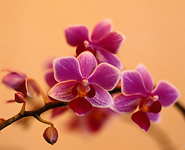 位圖 植物攝影 寫實(shí)花卉 花朵 數(shù)碼照片 免費(fèi)素材
