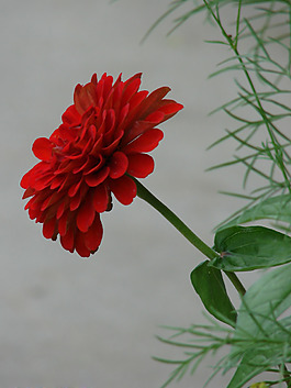 位圖 植物攝影 寫實花卉 花朵 數(shù)碼照片 免費素材