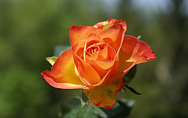 位圖 植物攝影 寫實(shí)花卉 花朵 數(shù)碼照片 免費(fèi)素材