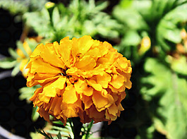位圖 植物攝影 寫(xiě)實(shí)花卉 花朵 數(shù)碼照片 免費(fèi)素材