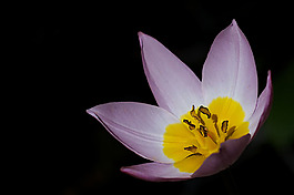位圖 植物攝影 寫(xiě)實(shí)花卉 花朵 數(shù)碼照片 免費(fèi)素材