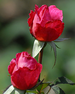 位圖 植物攝影 寫實(shí)花卉 花朵 數(shù)碼照片 免費(fèi)素材