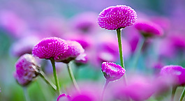 位圖 寫(xiě)意花卉 植物 花朵 免費(fèi)素材