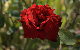 位圖 植物攝影 寫實(shí)花卉 花朵 免費(fèi)素材