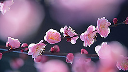 位圖 寫意花卉 植物 花朵 免費素材