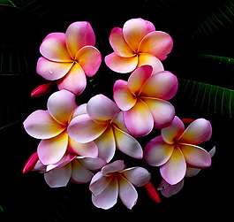 位圖 植物攝影 寫(xiě)實(shí)花卉 花朵 免費(fèi)素材