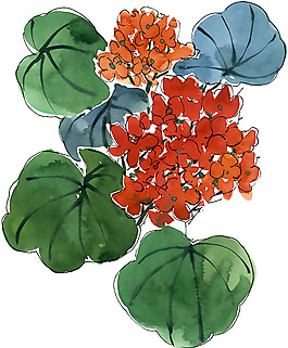 位圖 寫意花卉 植物 免費素材