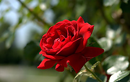 位圖 植物攝影 寫(xiě)實(shí)花卉 花朵 免費(fèi)素材