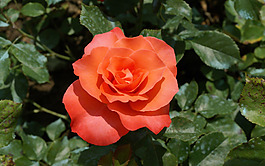 位圖 植物攝影 寫實(shí)花卉 花朵 免費(fèi)素材